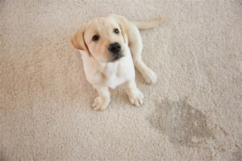 Dog pee on carpet. Things To Know About Dog pee on carpet. 